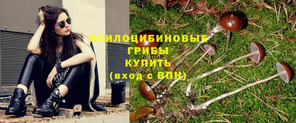 прущие грибы Арсеньев